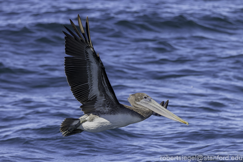 Monterey Bay whale watching